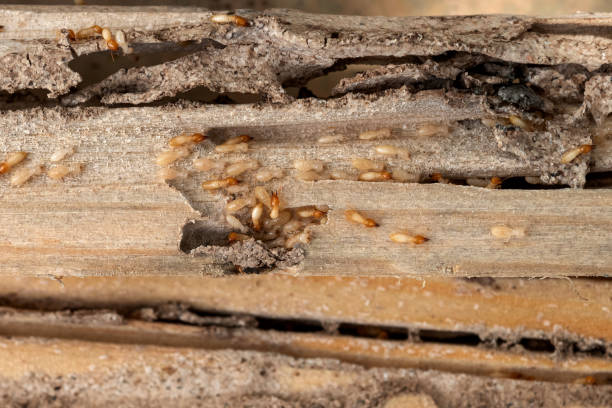 Best Affordable Pest Control Services  in Littlestown, PA