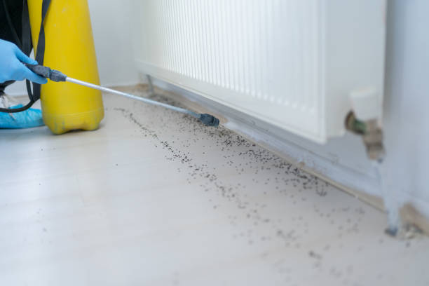 Best Termite Control Services  in Littlestown, PA
